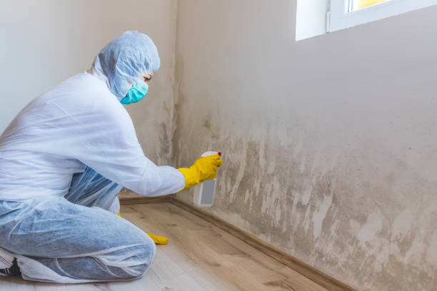 Licensed Mold Testing service in Marshall, VA - WQB Mold Removal
